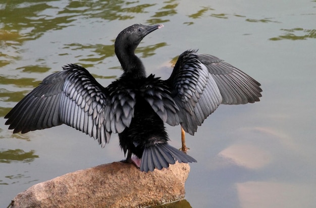 Foto vogel fliegt über den see