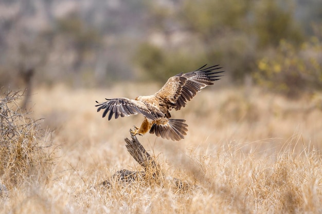 Vogel fliegt über ein Feld