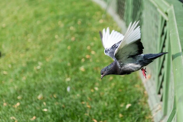 Foto vogel fliegt über ein feld