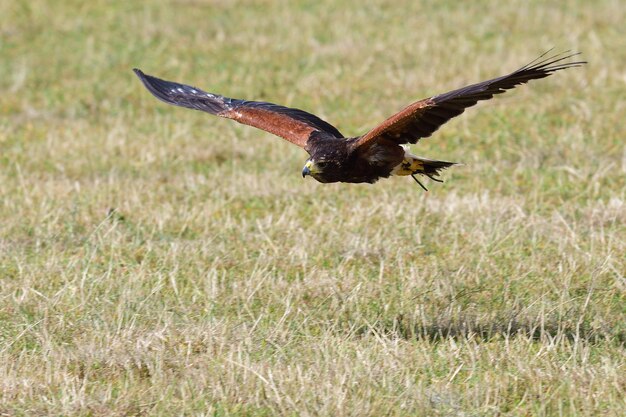 Foto vogel fliegt über ein feld