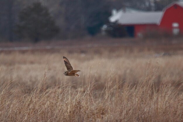 Foto vogel fliegt über ein feld