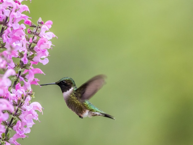 Foto vogel fliegt über eine rosa blume