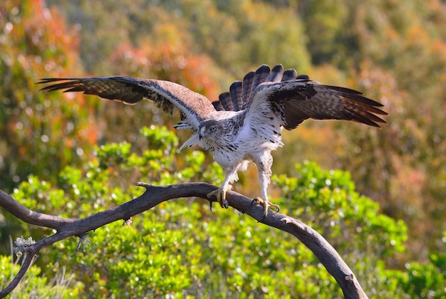 Vogel fliegt über einen Baum