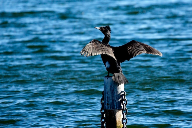 Foto vogel fliegt über einen holzpfosten im meer