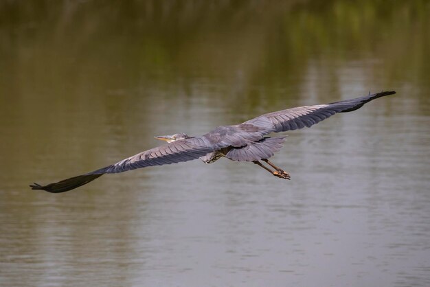 Foto vogel fliegt über einen see