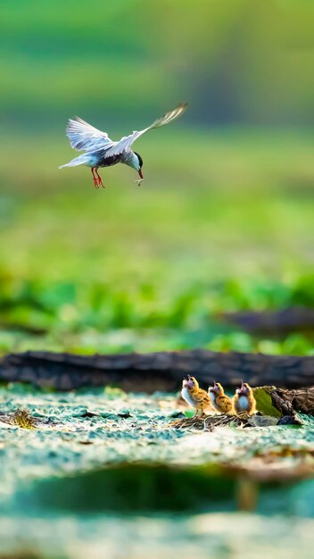 Vogel fliegt über Küken an Land