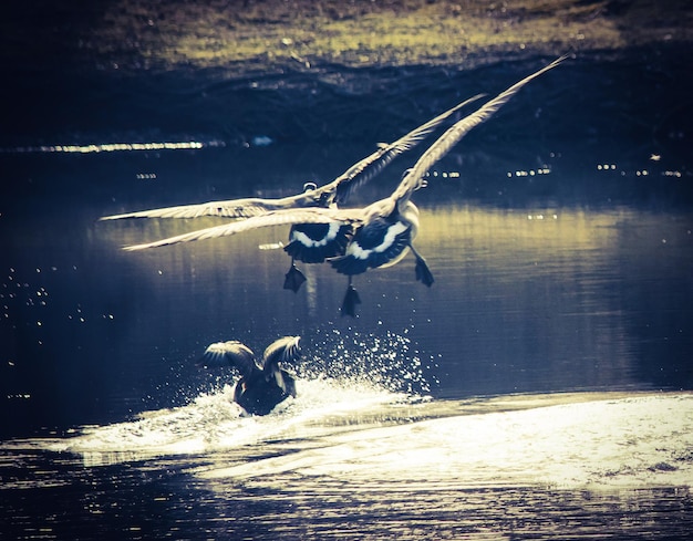 Foto vogel fliegt über schwimmen im see