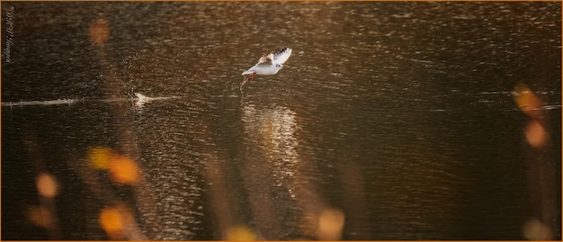 Vogel fliegt über Wasser