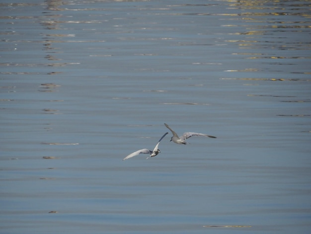 Vogel fliegt über Wasser