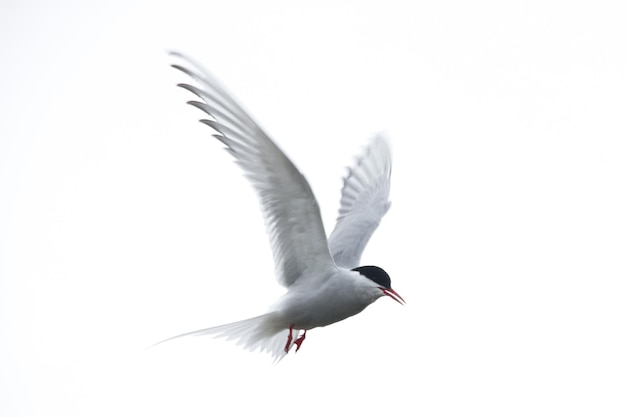 Vogel fliegt vor weißem Hintergrund