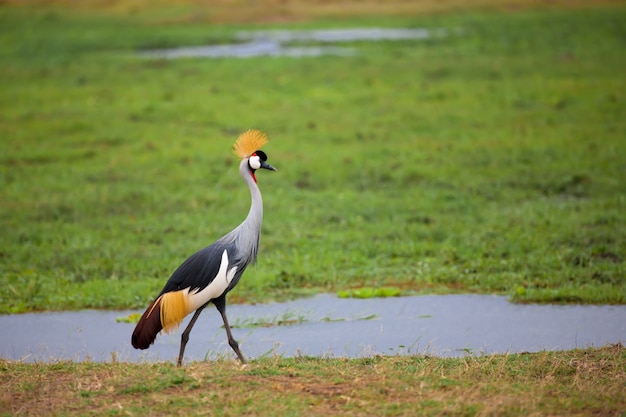 Vogel geht im Sumpf in Kenia