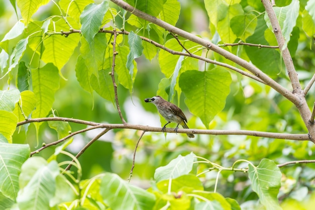 Vogel (Gelb-entlüfteter Bulbul) auf Baum in der wilden Natur