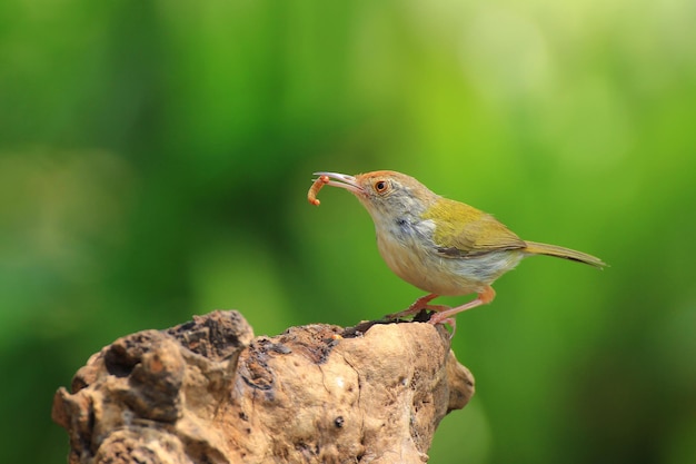 Vogel Gemeiner Schneidervogel Thailand