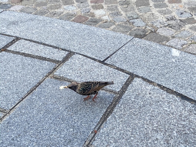 Vogel Gewöhnliche Starling-Passerin, die Brotkrümel in der Stadtstraße isst