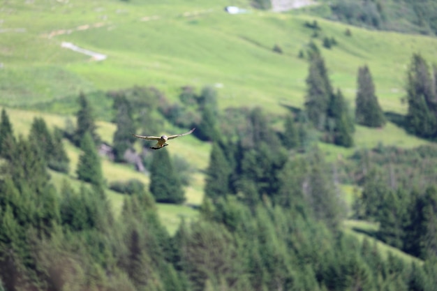 Foto vogel gleitet in den schweizer bergen