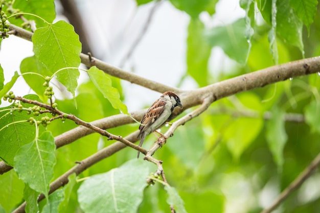 Vogel (Haussperling) auf Baum in einer wilden Natur