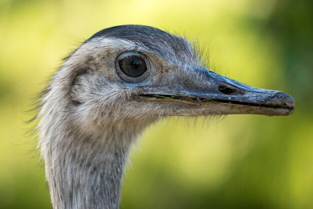 Foto vogel hautnah