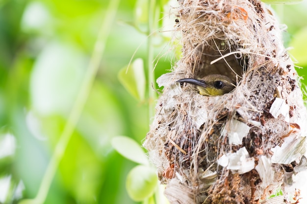 Vogel im hängenden Nest mit Forest Background