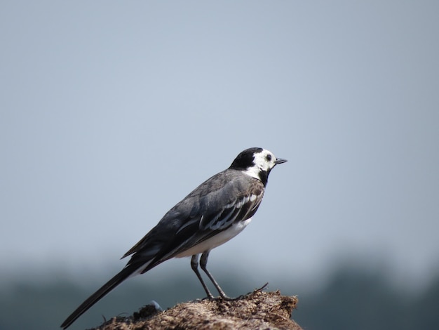 Vogel im Hintergrund