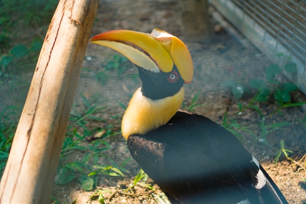 Vogel im Käfig