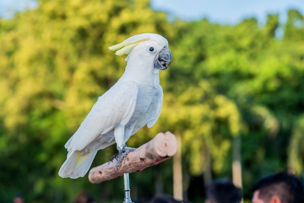 Vogel im Naturpark am Abend