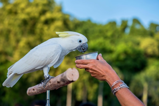 Vogel im Naturpark am Abend