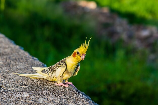 Vogel im Naturpark am Abend