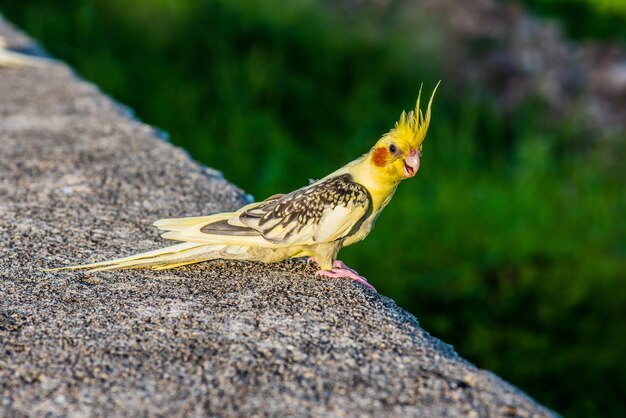 Vogel im Naturpark am Abend