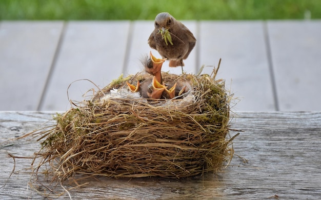 Foto vogel im nest