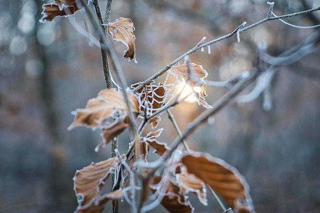 Vogel im Schnee