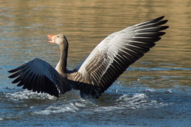 Foto vogel im see