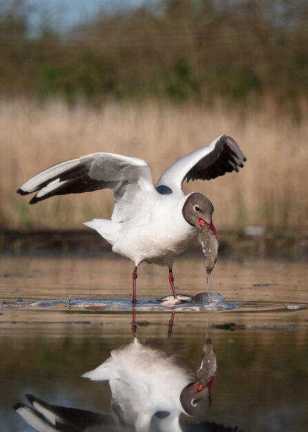 Foto vogel im see