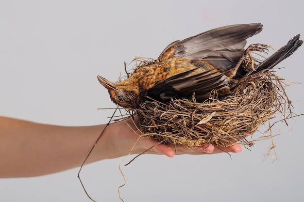 Vogel im Strohnest