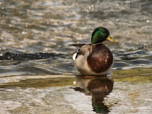 Foto vogel im wasser