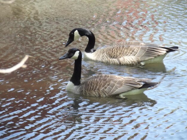 Foto vogel im wasser