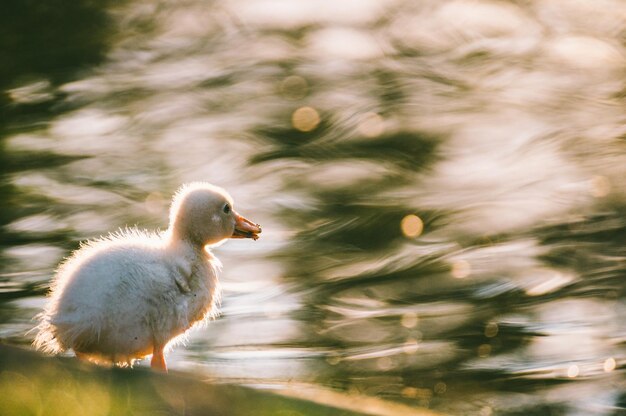 Foto vogel im wasser