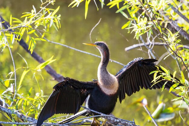 Vogel in den Everglades