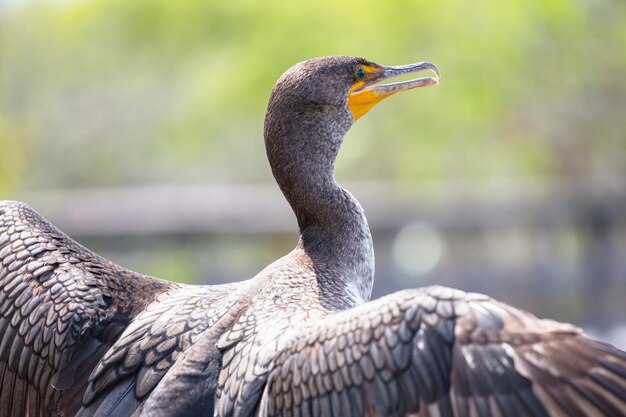 Vogel in den Everglades