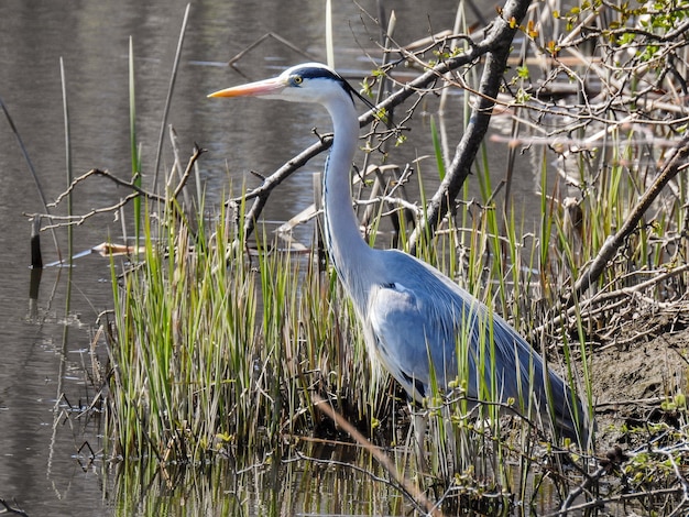 Vogel in der Stadt