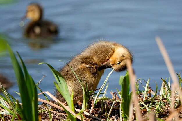 Foto vogel in einem see