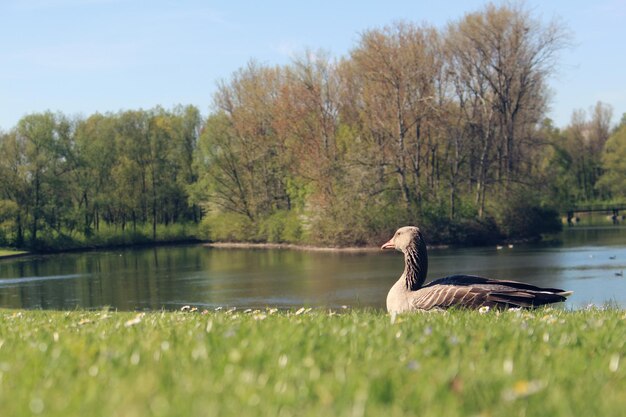 Foto vogel in einem see