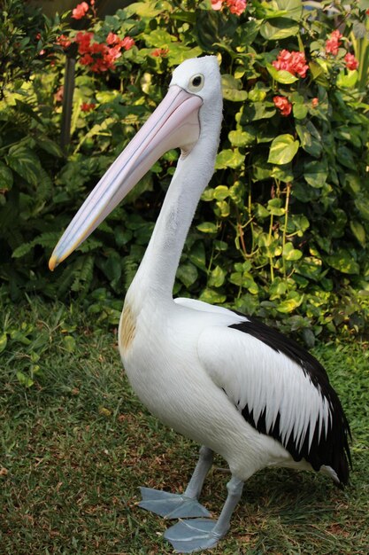 Foto vogel in einem zoo