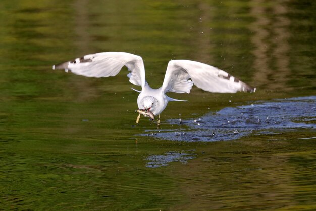 Vogel jagt Fische, während er über den See fliegt