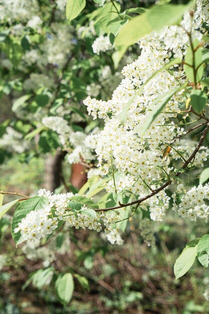 Vogel Kirschblüten