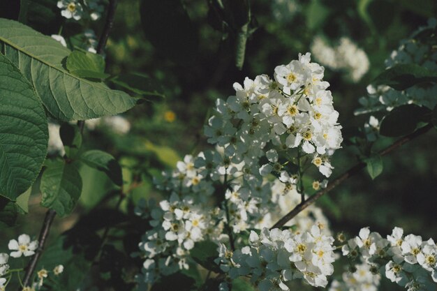 Vogel Kirschblüten