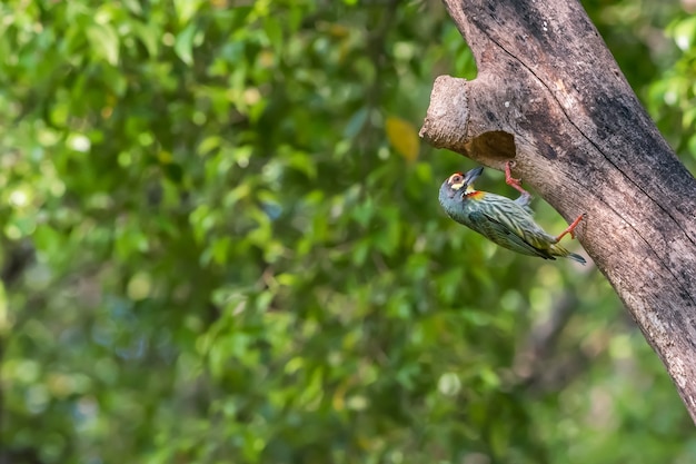 Vogel (Kupferschmied Barbet) am hohlen Baumstamm