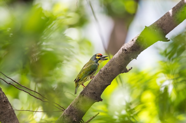 Vogel (Kupferschmied Barbet) auf Baum in einer wilden Natur