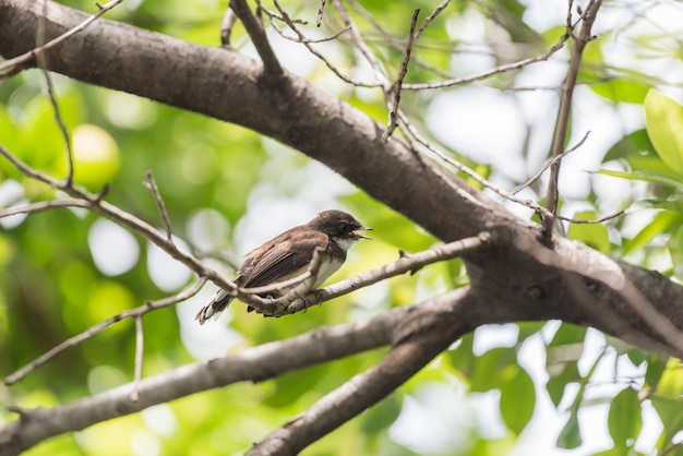 Vogel (Malaysian Pied Fantail) in einer Natur wild