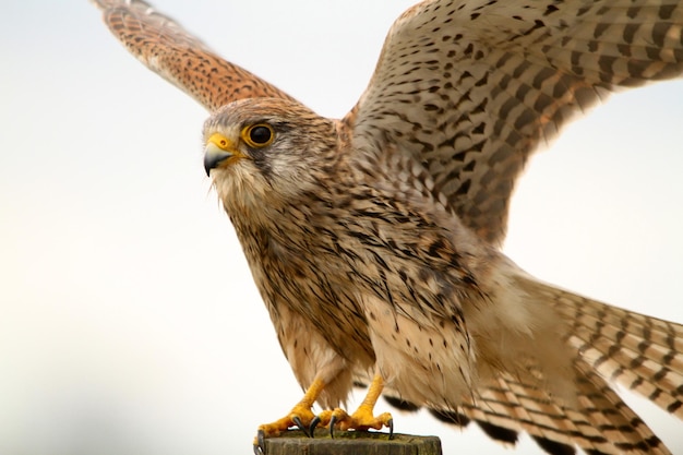 Vogel mit ausgebreiteten Flügeln