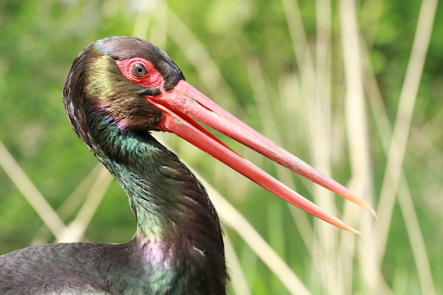 Vogel mit langem Schnabel